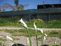 cantara Calatabiano18032012 027
